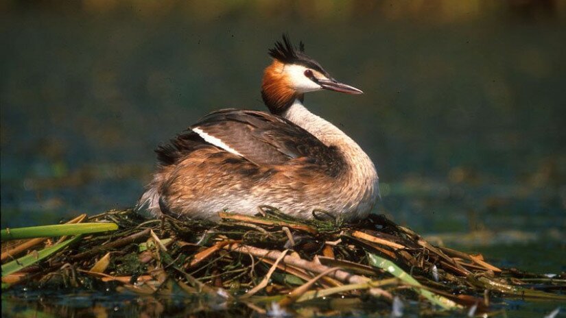 Búbos vöcsök (Podiceps cristatus)