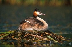 Búbos vöcsök (Podiceps cristatus)