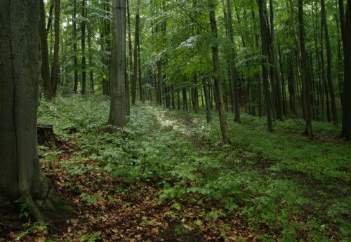 Experimental Wald in Farkasgyepű