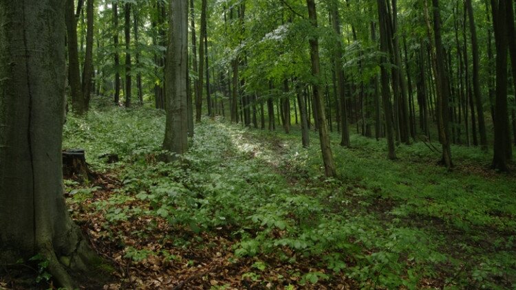 Experimental Wald in Farkasgyepű