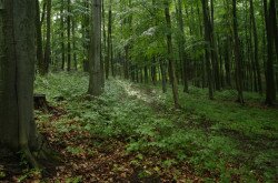 Buchenwald in Farkasgyepű