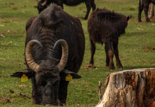 Büffelreservat am Kis-Balaton, Kápolnapuszta