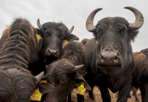 Büffelreservat am Kis-Balaton, Kápolnapuszta