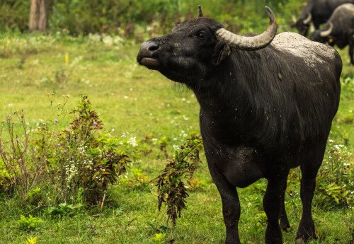 Büffelreservat am Kis-Balaton, Kápolnapuszta