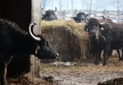 Büffelreservat am Kis-Balaton, Kápolnapuszta