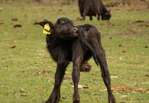 Büffelreservat am Kis-Balaton, Kápolnapuszta
