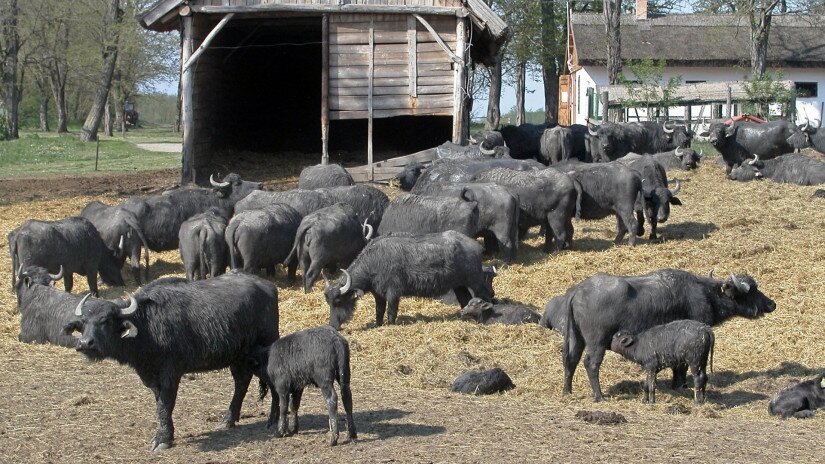 Büffelreservat in Kápolnapuszta  