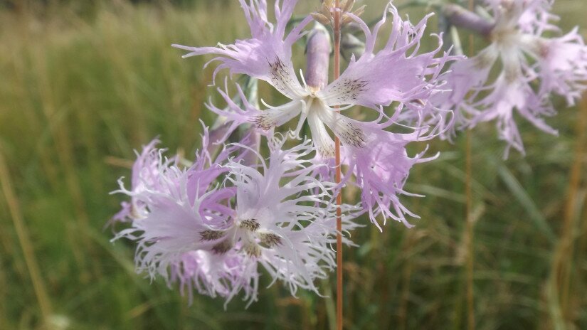 Buglyos szegfű (Dianthus superbus)