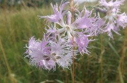 Buglyos szegfű (Dianthus superbus)