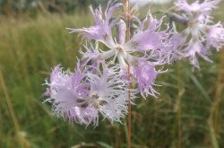 Buglyos szegfű (Dianthus superbus)