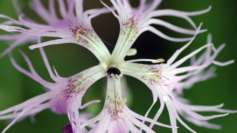 Buglyos szegfű (Dianthus superbus)