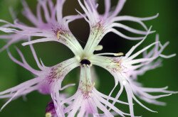 Buglyos szegfű (Dianthus superbus)