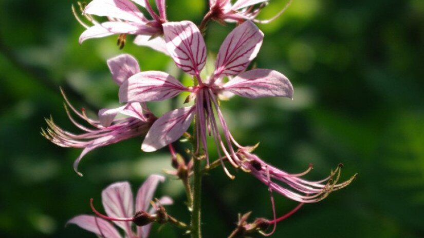 Burning bush (Dictamnus albus)