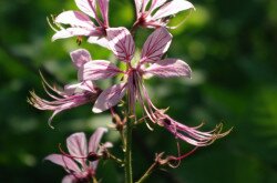 Burning bush (Dictamnus albus)