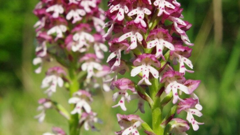 Burnt orchid (Neotinea ustulata)