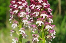 Burnt orchid (Neotinea ustulata)