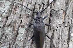 Cerambyx cerdo