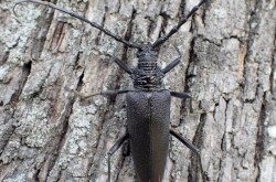 Cerambyx cerdo
