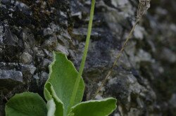 Cifra (medvefül) kankalin (Primula auricula)