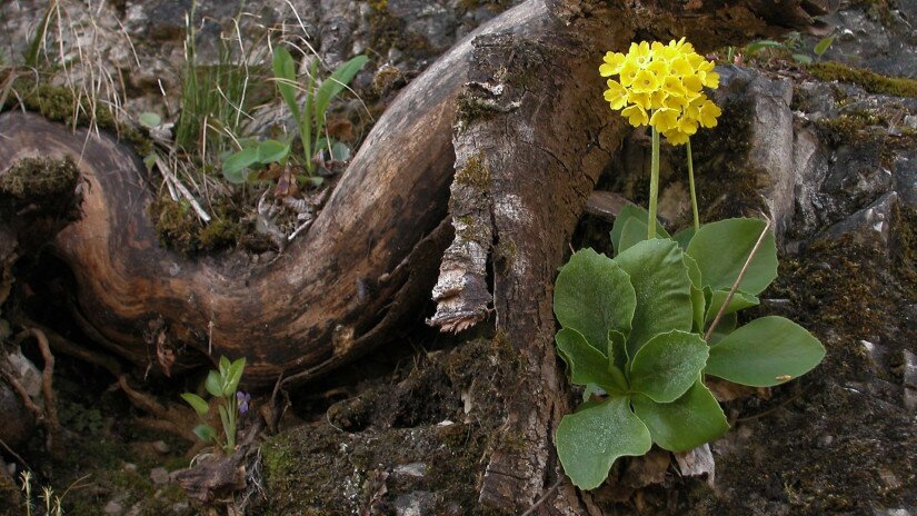 Cifra (medvefül) kankalin (Primula auricula)