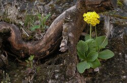 Cifra (medvefül) kankalin (Primula auricula)