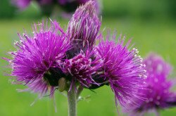 Cirsium rivulare