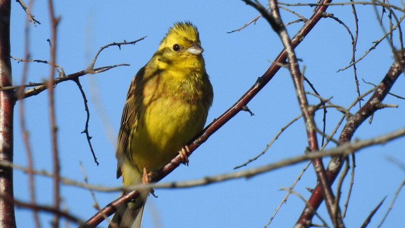 Citromsármány (Emberiza citrinella) a Káli-medencében