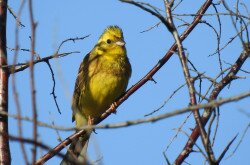 Citromsármány (Emberiza citrinella) a Káli-medencében