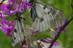 Clouded Apollo (Parnassius mnemosyne)