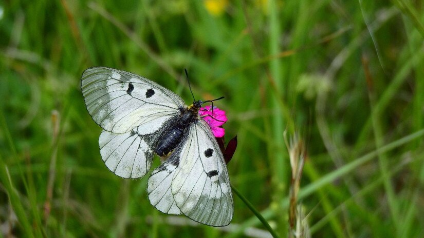 Clouded Apollo (Parnassius mnemosyne) in the Káli Basin