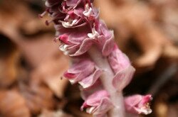 Common toothwort - Lathraea squamaria