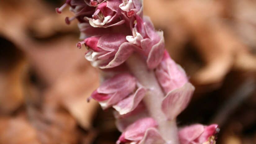 Common toothwort - Lathraea squamaria