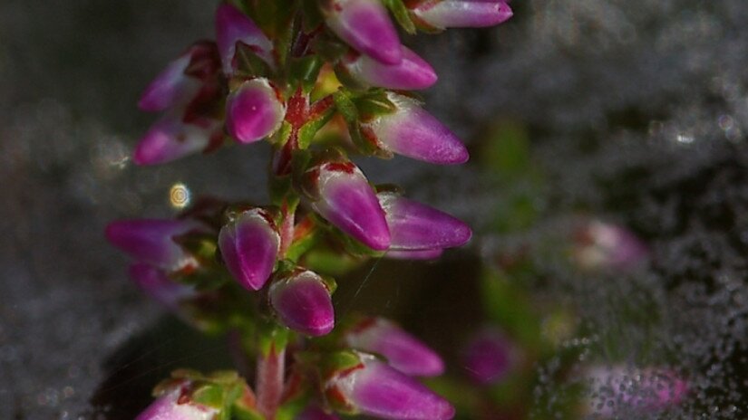 Csarab (Calluna vulgaris)