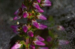 Csarab (Calluna vulgaris)