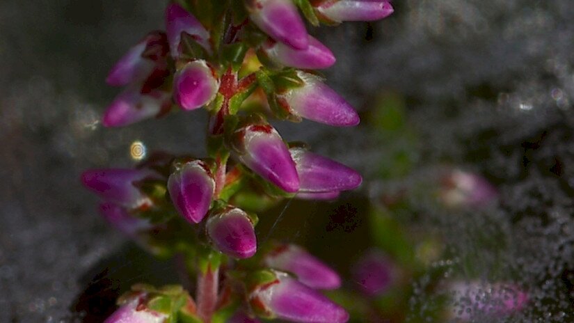 Csarab (Calluna vulgaris)
