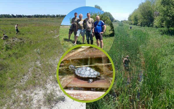 Cseh állatkertekkel közös mocsári teknős fajmegőrzés vette kezdetét a Kis-Balatonon és a Nagyberekben