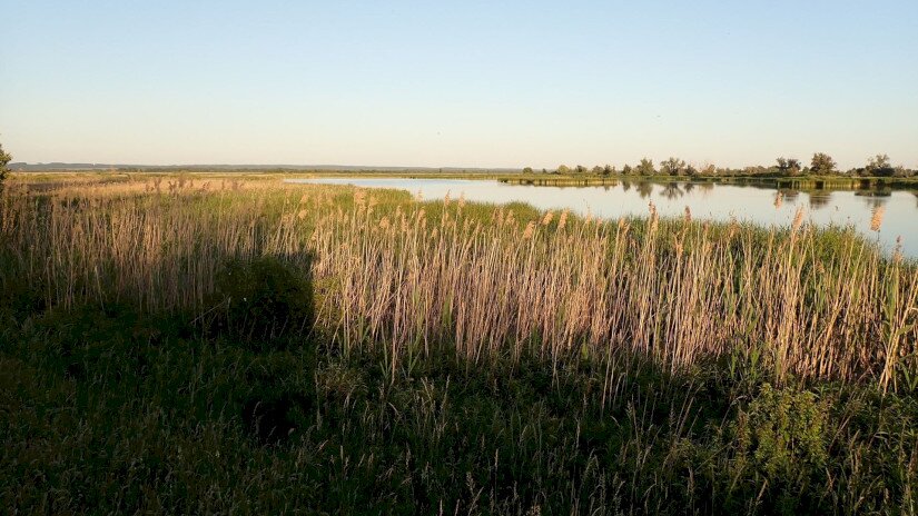 Cseh állatkertekkel közös mocsári teknős fajmegőrzés vette kezdetét a Kis-Balatonon és a Nagyberekben.