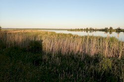 Cseh állatkertekkel közös mocsári teknős fajmegőrzés vette kezdetét a Kis-Balatonon és a Nagyberekben.