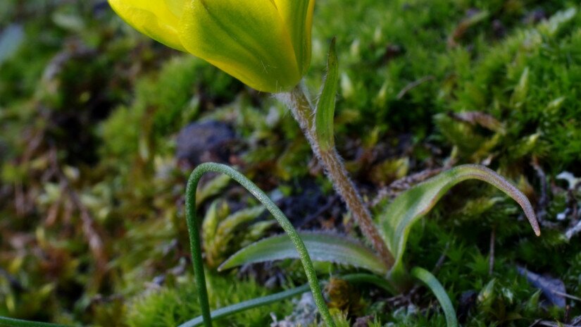 Cseh tyúktaréj (Gagea bohemica)