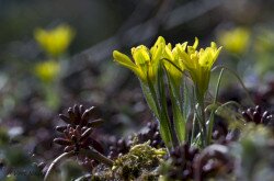 Cseh tyúktaréj (Gagea bohemica)