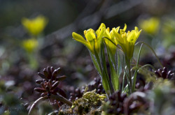 Cseh tyúktaréj (Gagea bohemica)