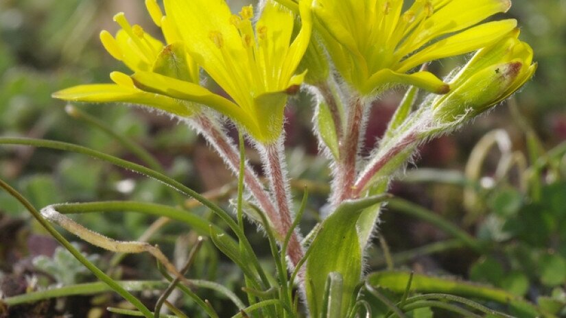 Cseh tyúktaréj (Gagea bohemica)