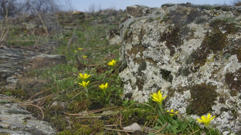 Cseh tyúktaréj (Gagea bohemica) élőhely