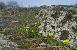 Cseh tyúktaréj (Gagea bohemica) élőhely