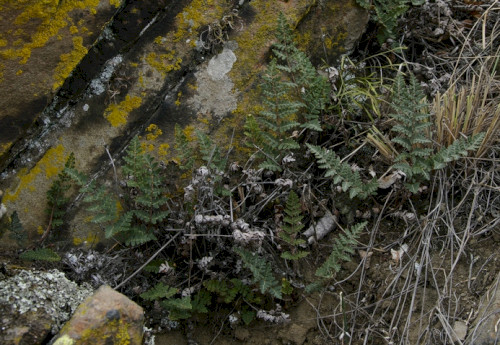 Cselling 