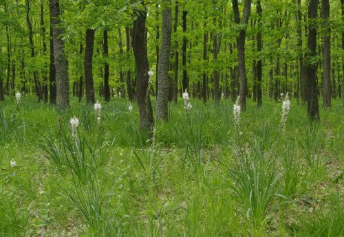 'Nyirádi Sár-álló' Nature Reserve