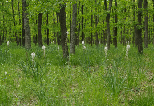 'Nyirádi Sár-álló' Nature Reserve