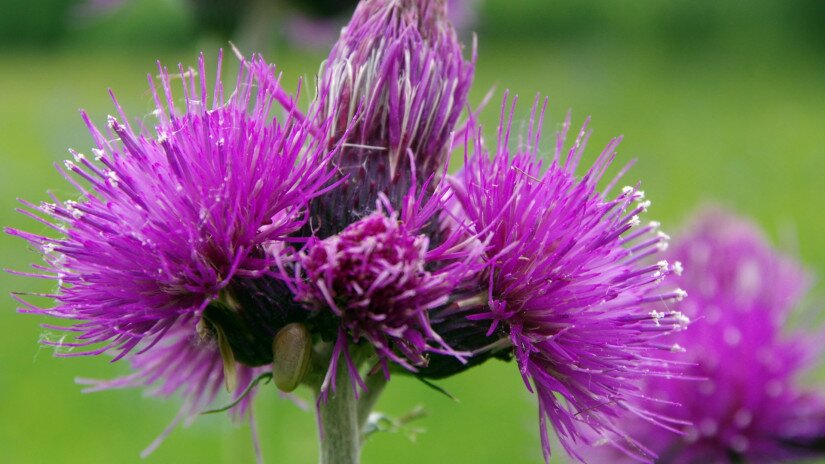 Csermelyaszat (Cirsium rivulare)