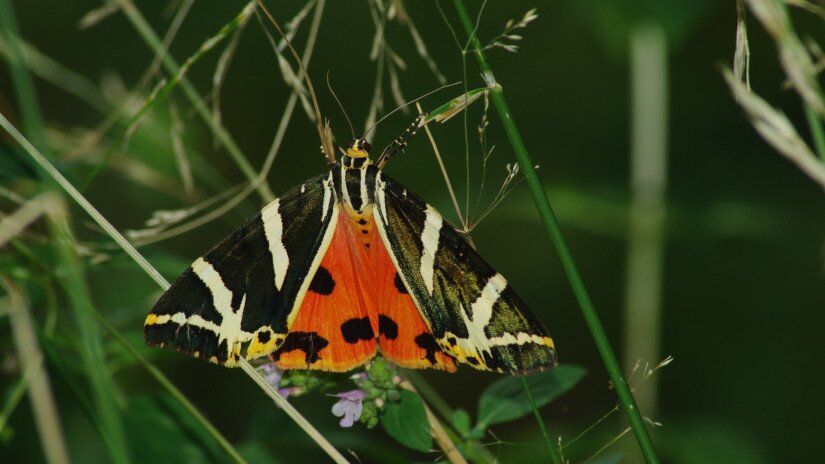 Csíkos medvelepke (Euplagia quadripunctaria)