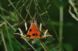 Csíkos medvelepke (Euplagia quadripunctaria)